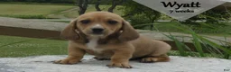 Dachshund dogs for sale: Wyatt - Ad 5