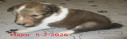 Shetland Sheepdog dogs for sale: Major Male - Ad 3