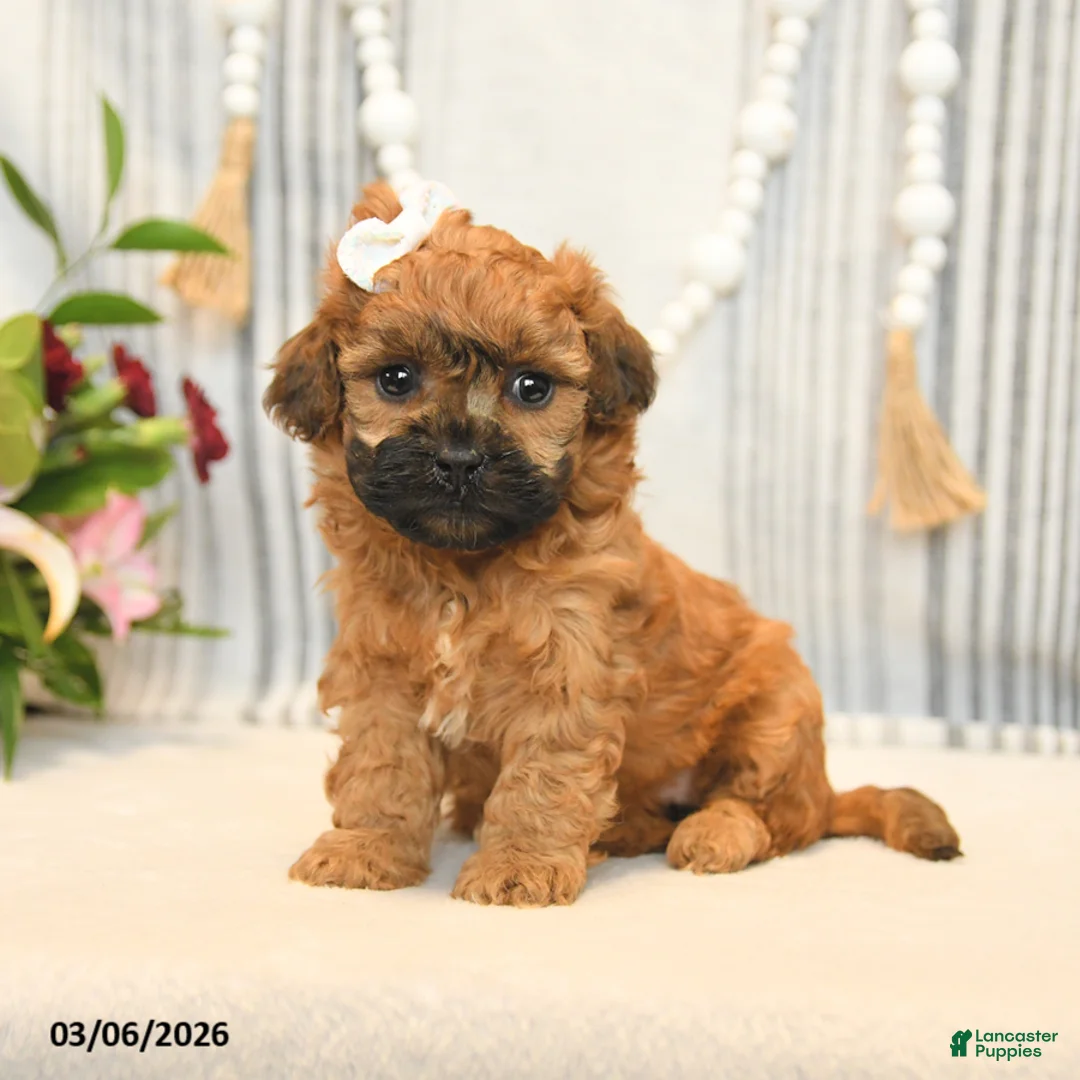 Shihpoo dogs for sale: Lulu - Ad 1