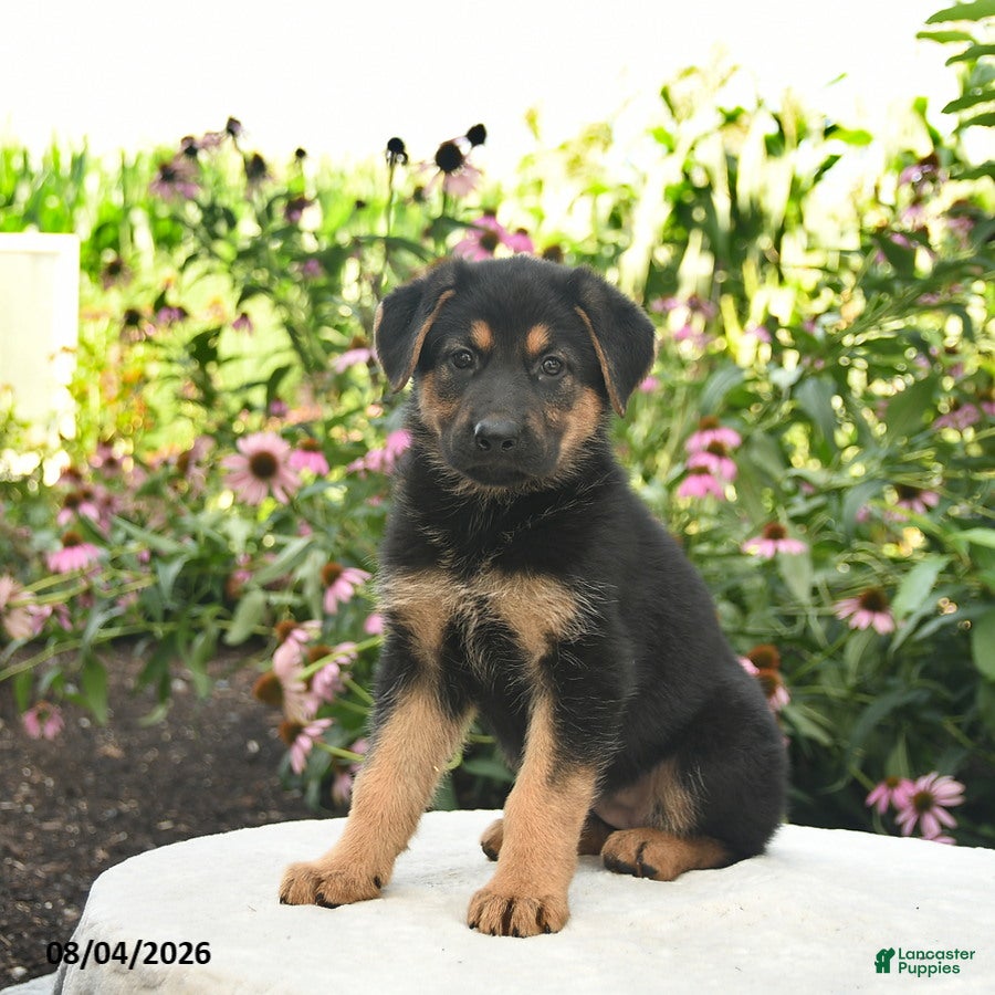 German Shepherd dogs Lily  - Ad 1