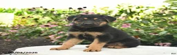 German Shepherd dogs for sale: Lily  - Ad 1