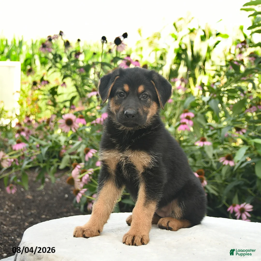 German Shepherd dogs for sale: Lily  - Ad 1