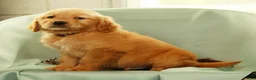 Golden Retriever dogs for sale: Justin - Ad 8