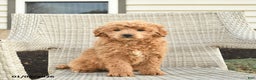 Mini Goldendoodle dogs for sale: Victoria  - Ad 2