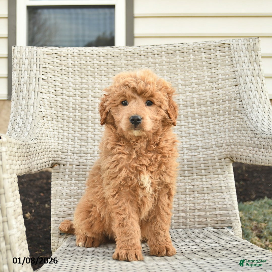 Mini Goldendoodle dogs for sale: Victoria  - Ad 2