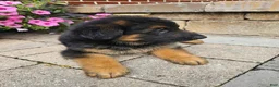 German Shepherd dogs for sale: Jenna - Ad 8
