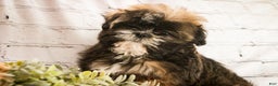 Shih Tzu dogs for sale: Shep - Ad 5