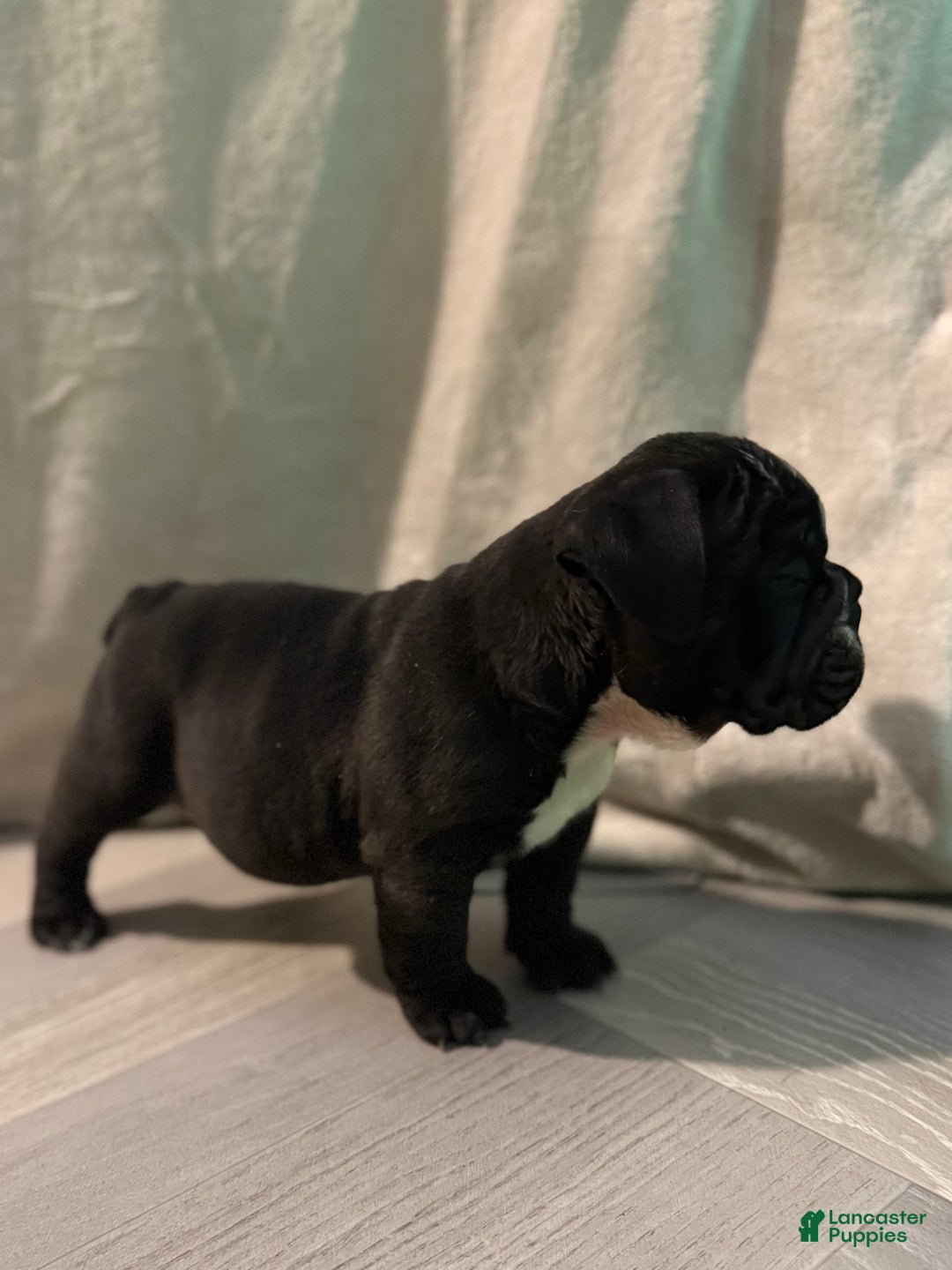 English Bulldog dogs for sale: Charlie - Ad 10