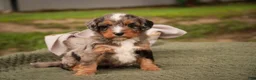 Mini Bernedoodle dogs for sale: Colt F1 Mini Bernedoodle  - Ad 5