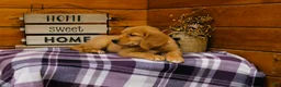 Golden Retriever dogs for sale: Rosie - Ad 4