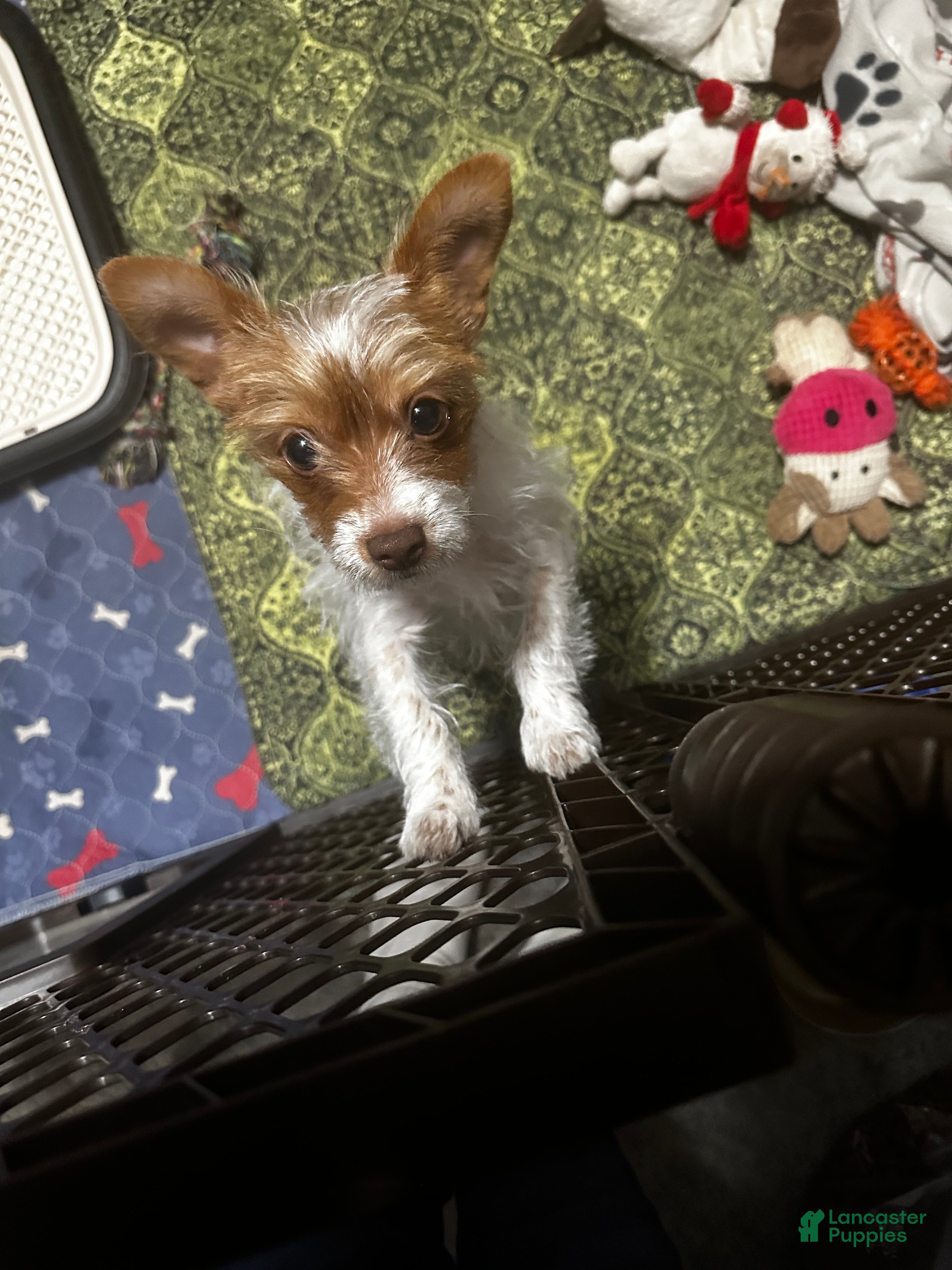 Yorkshire Terrier dogs AKC Cash - Ad 31