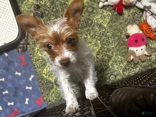 Yorkshire Terrier dogs AKC Cash - Ad 31