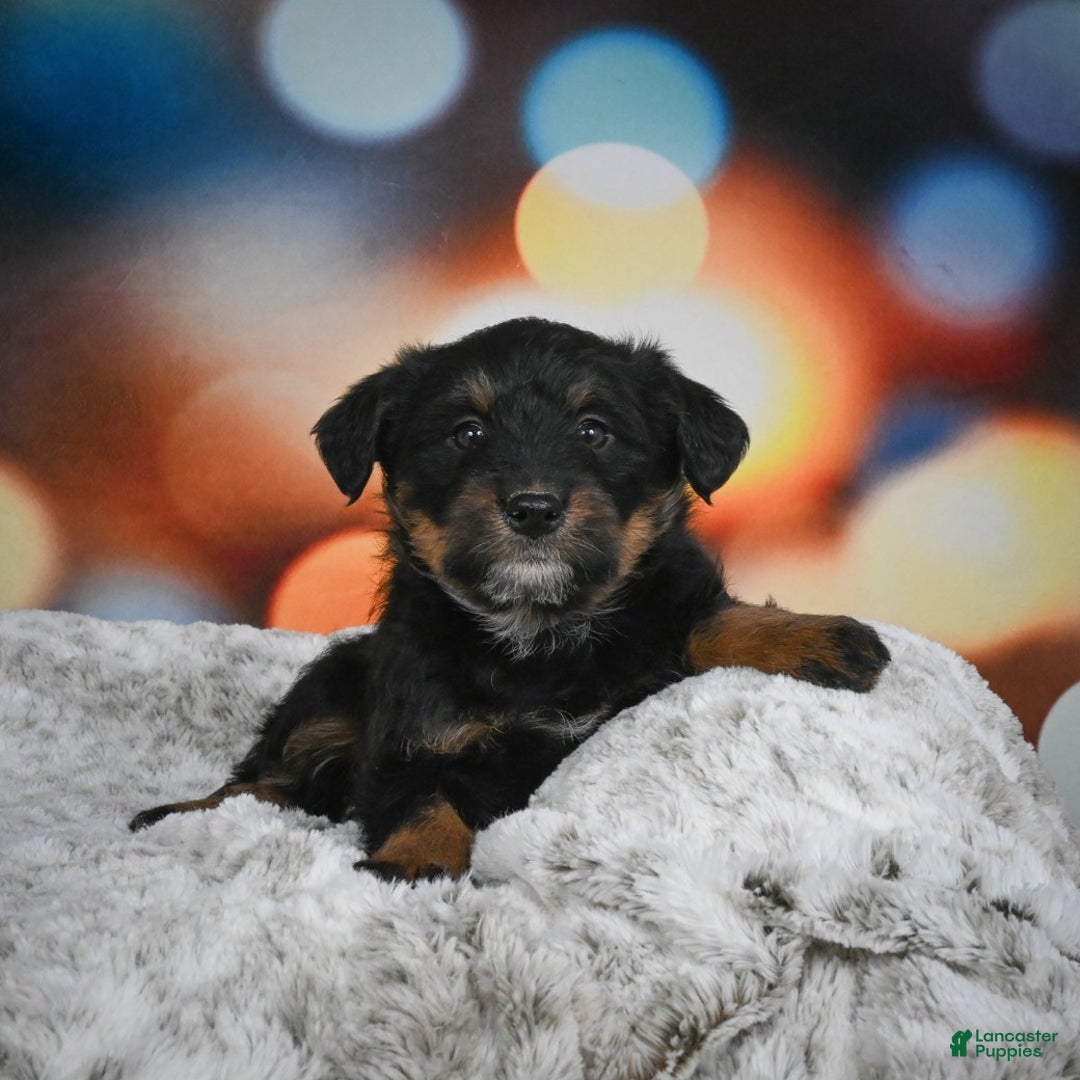 Mixed Breed dogs for sale: Violet - Ad 5