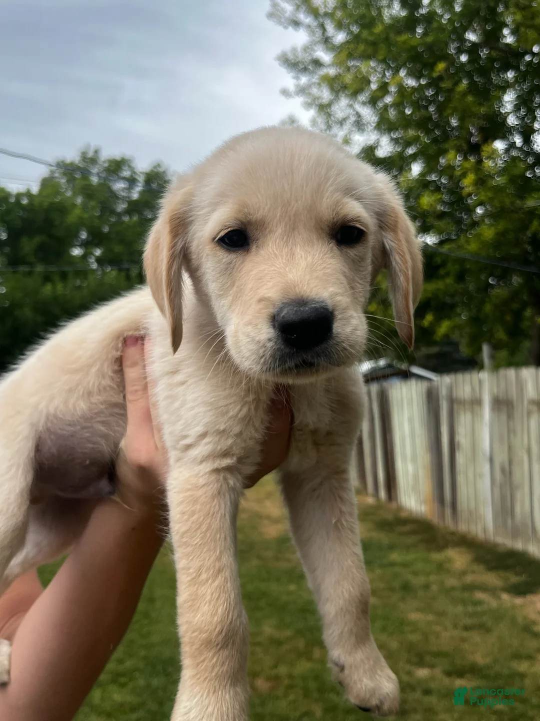 Goldador dogs for sale: Goldador Male 3 - Ad 1