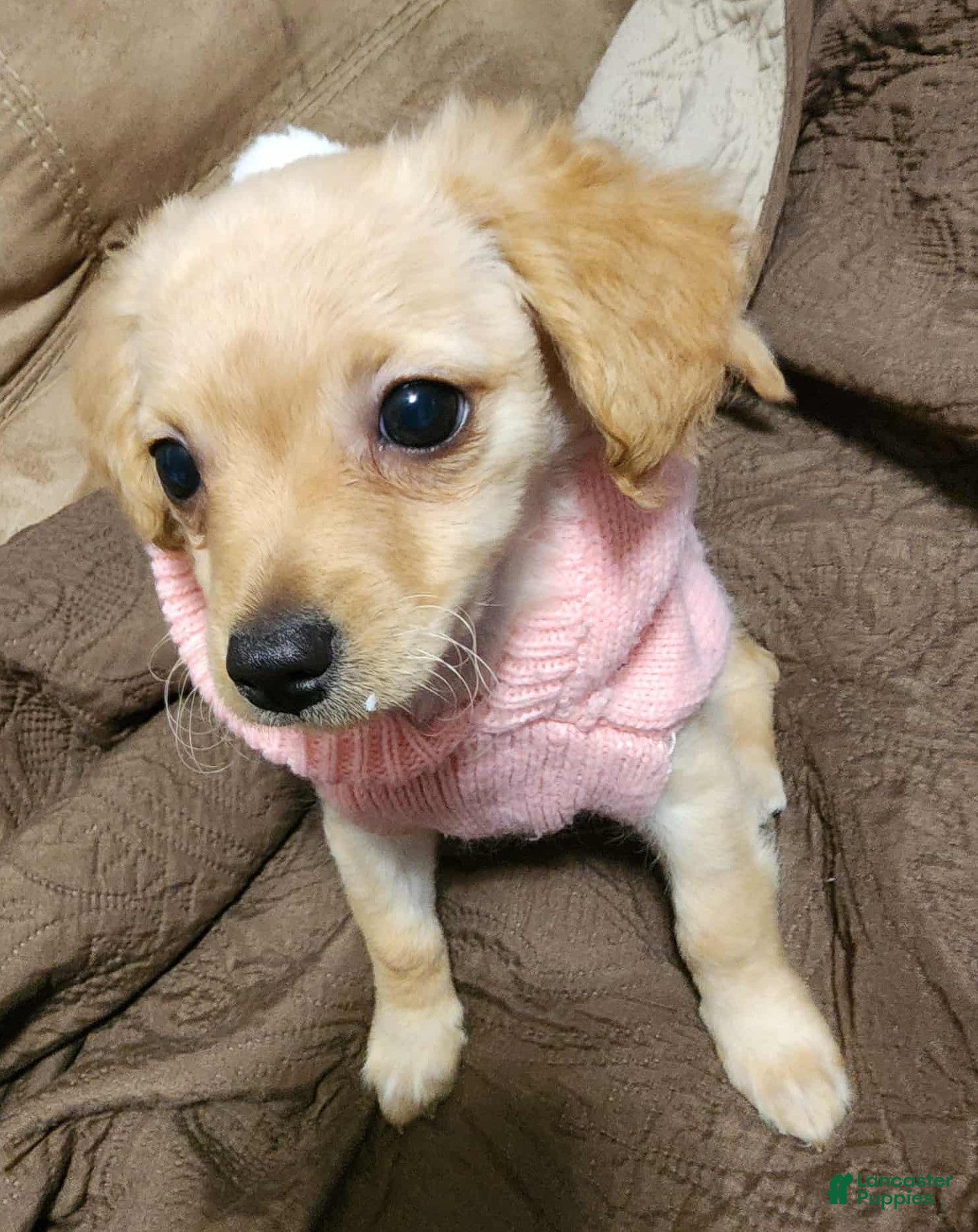 Pomapoo dogs Emma - Ad 36