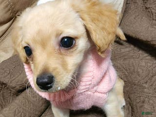 Pomapoo dogs Emma - Ad 31