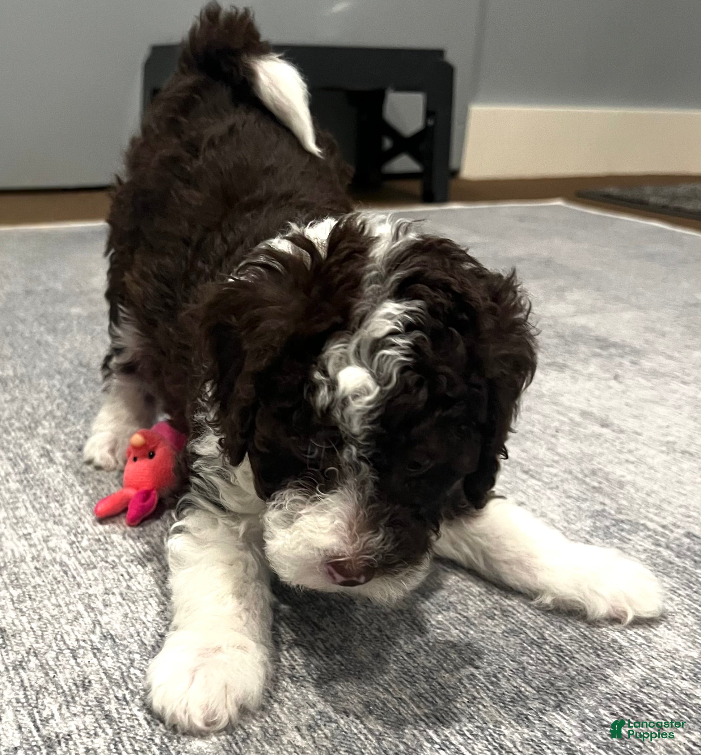 Mini Sheepadoodle dogs Mini Sheepadoodle Puppy Pick Spot #8 - Ad 1