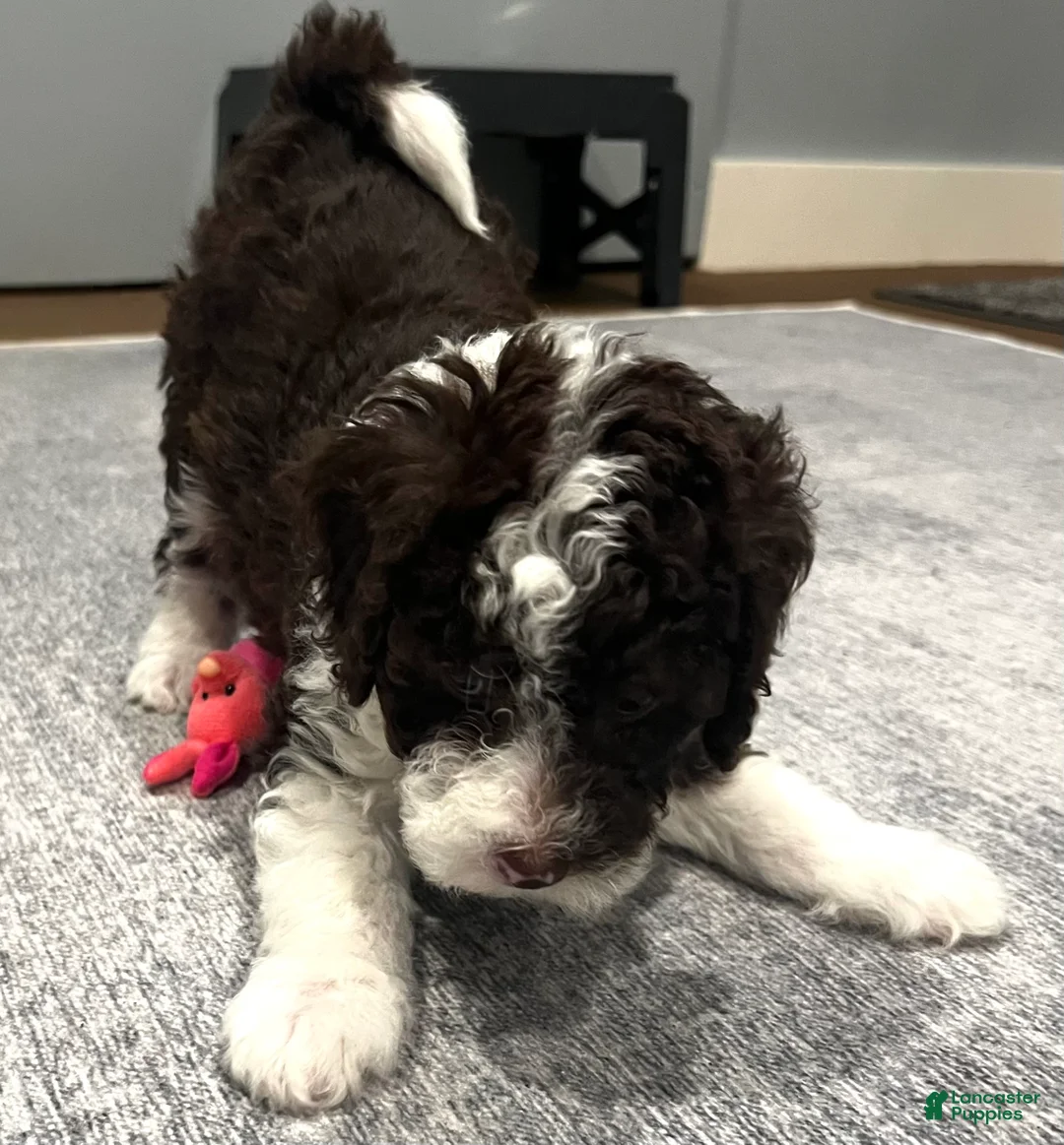 Mini Sheepadoodle dogs for sale: Monte - Ad 1