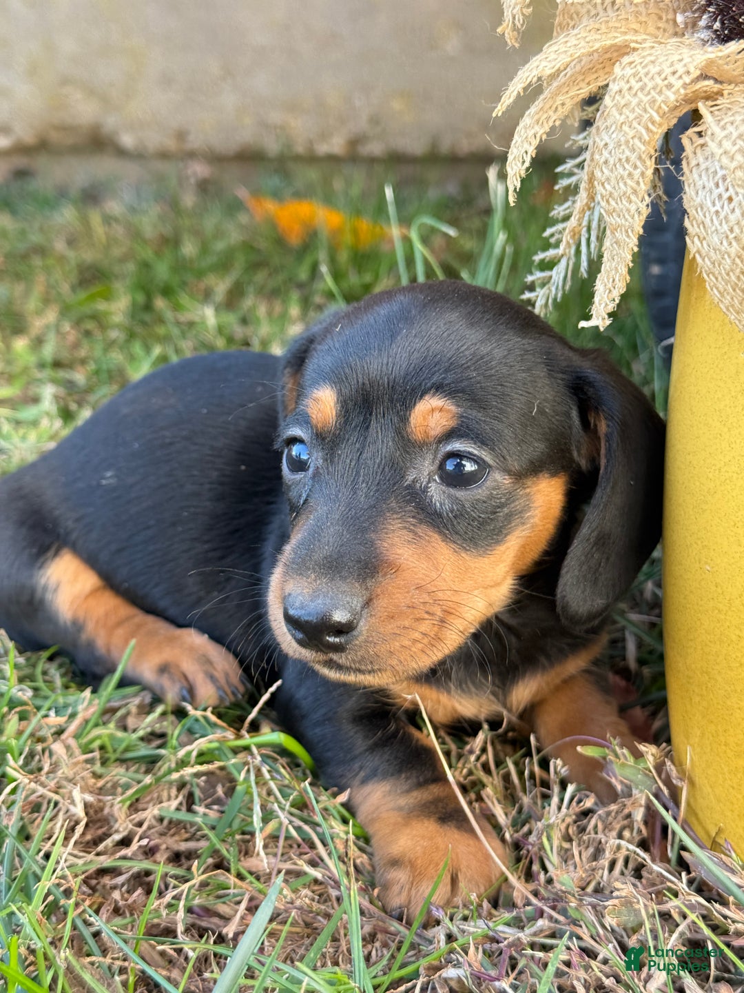 Miniature Dachshund dogs for sale: Camille - Ad 6