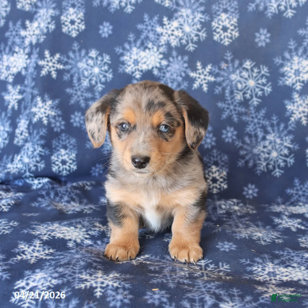 Welsh Corgi Pembroke dogs for sale: Scout - Ad 2