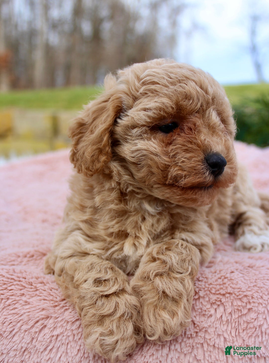Bichpoo dogs for sale: Bichpoo Puppy 6 - Ad 1
