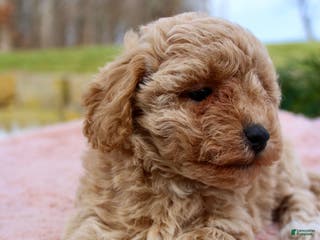 Bichpoo dogs Bichpoo Puppy 6 - Ad 34