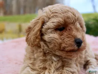 Bichpoo dogs Bichpoo Puppy 6 - Ad 16