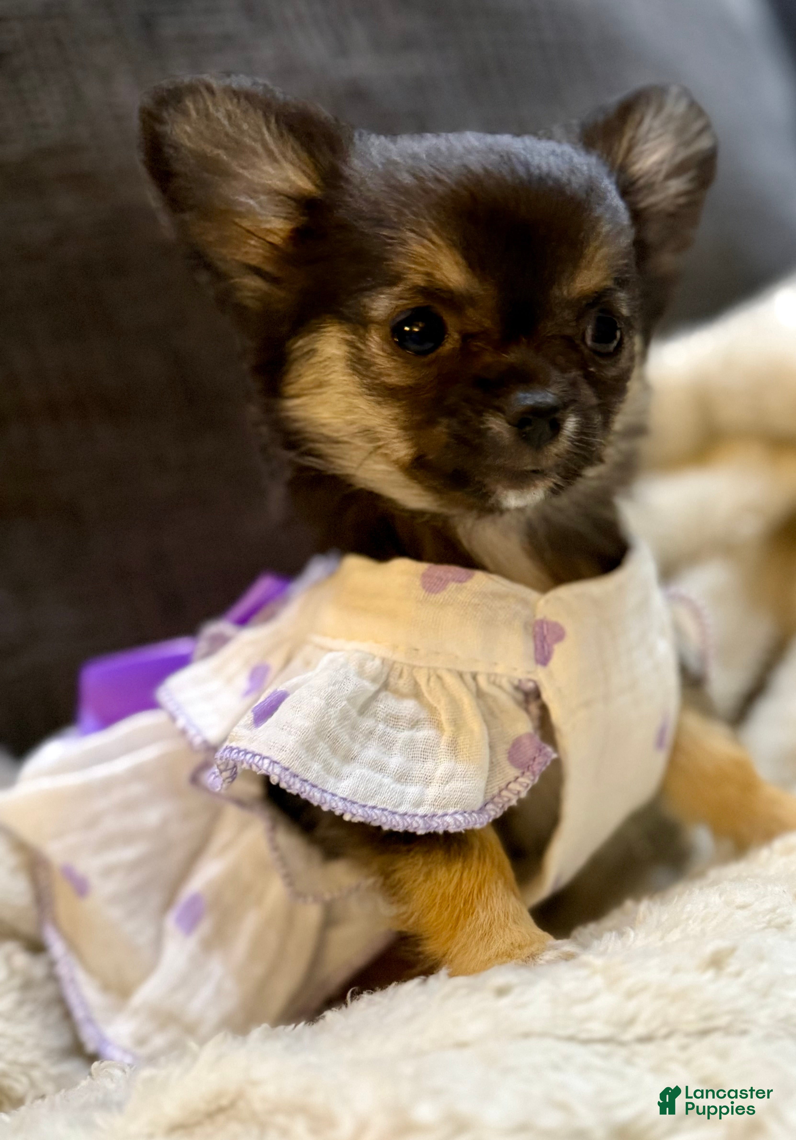 Chihuahua dogs Black tri - Ad 6