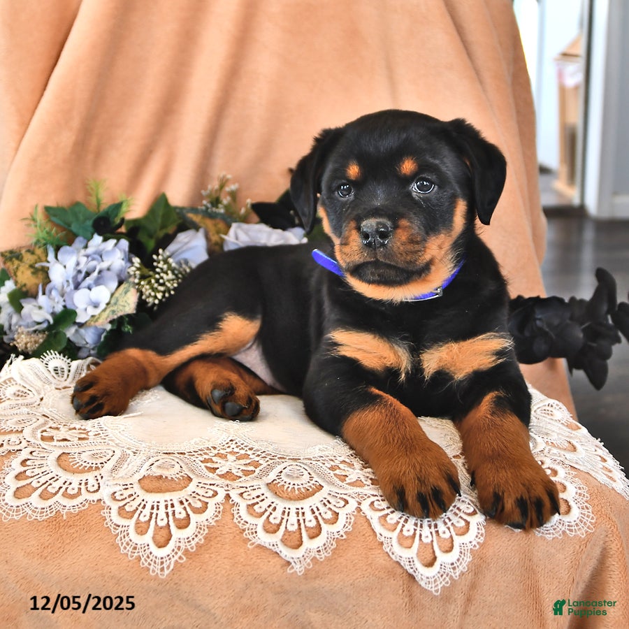 Rottweiler dogs Lady - Ad 42