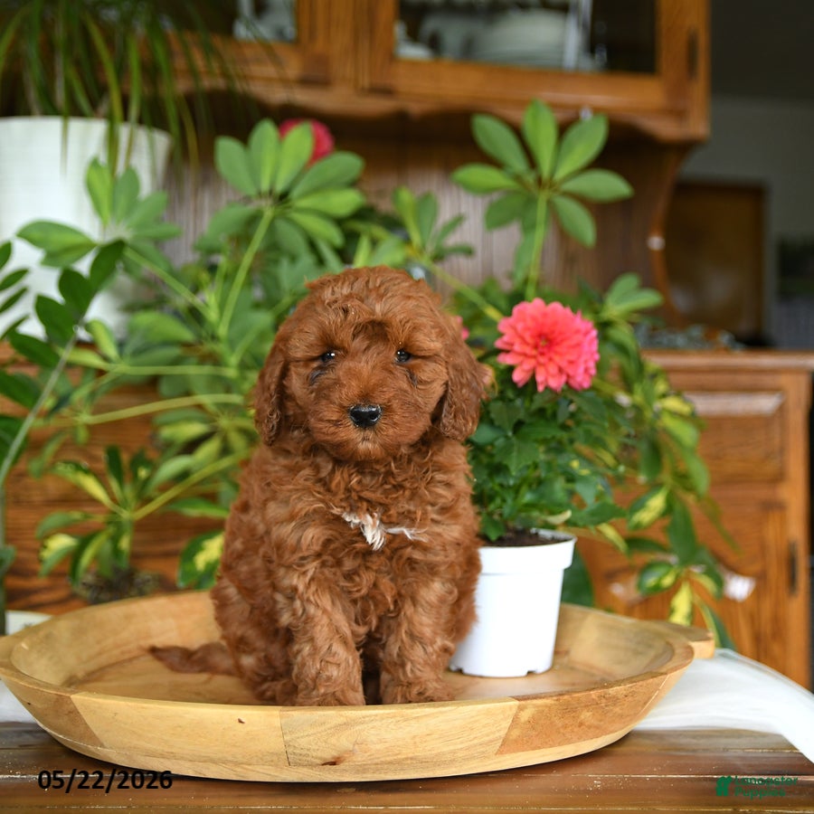 Mini Goldendoodle dogs Acorn - Ad 2