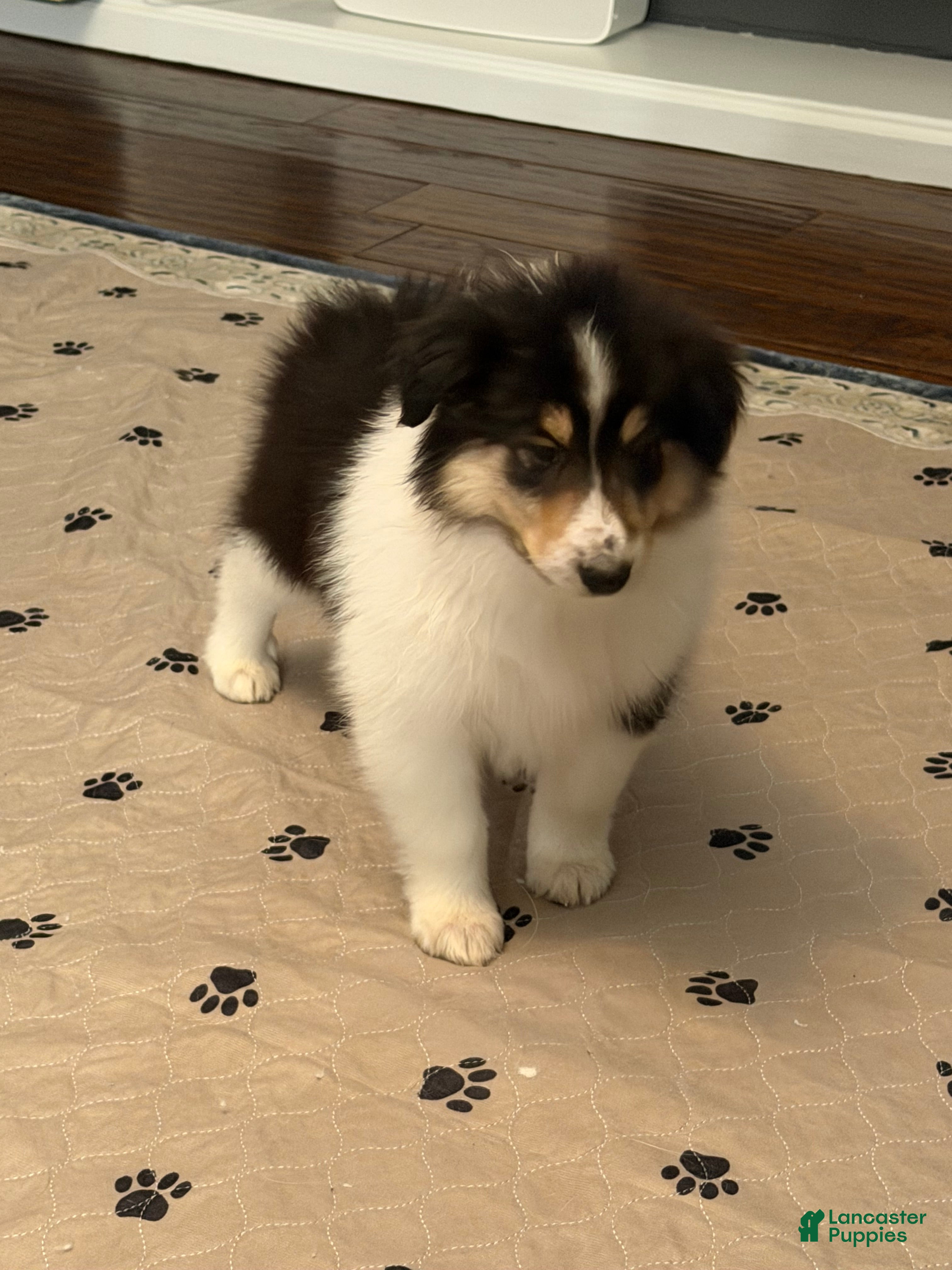 Collie dogs Collie Puppy 6 - Ad 15