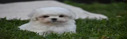 Maltese dogs for sale: Olaf - Ad 9