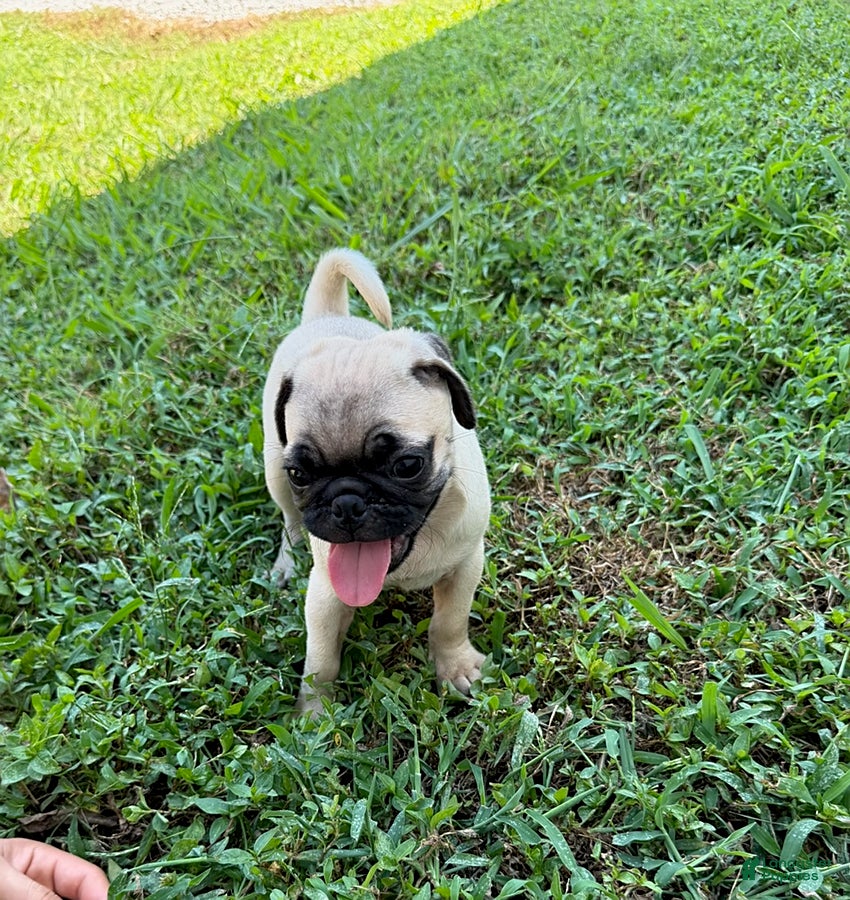 Pug dogs Lucy - Ad 2