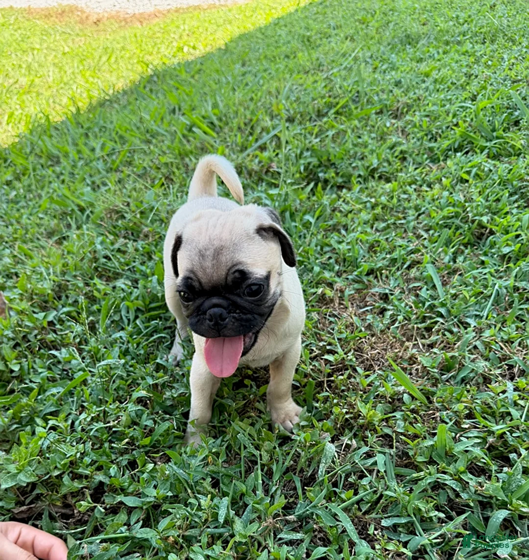 Pug dogs for sale: Lucy - Ad 2
