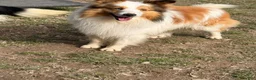 Shetland Sheepdog dogs for sale: NEMO-ADULT MALE - Ad 3