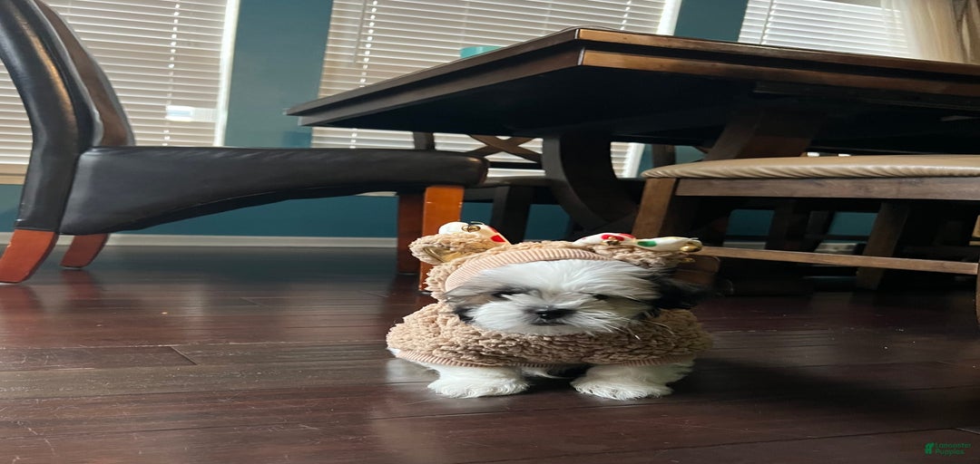 Gallery Image {{count}}