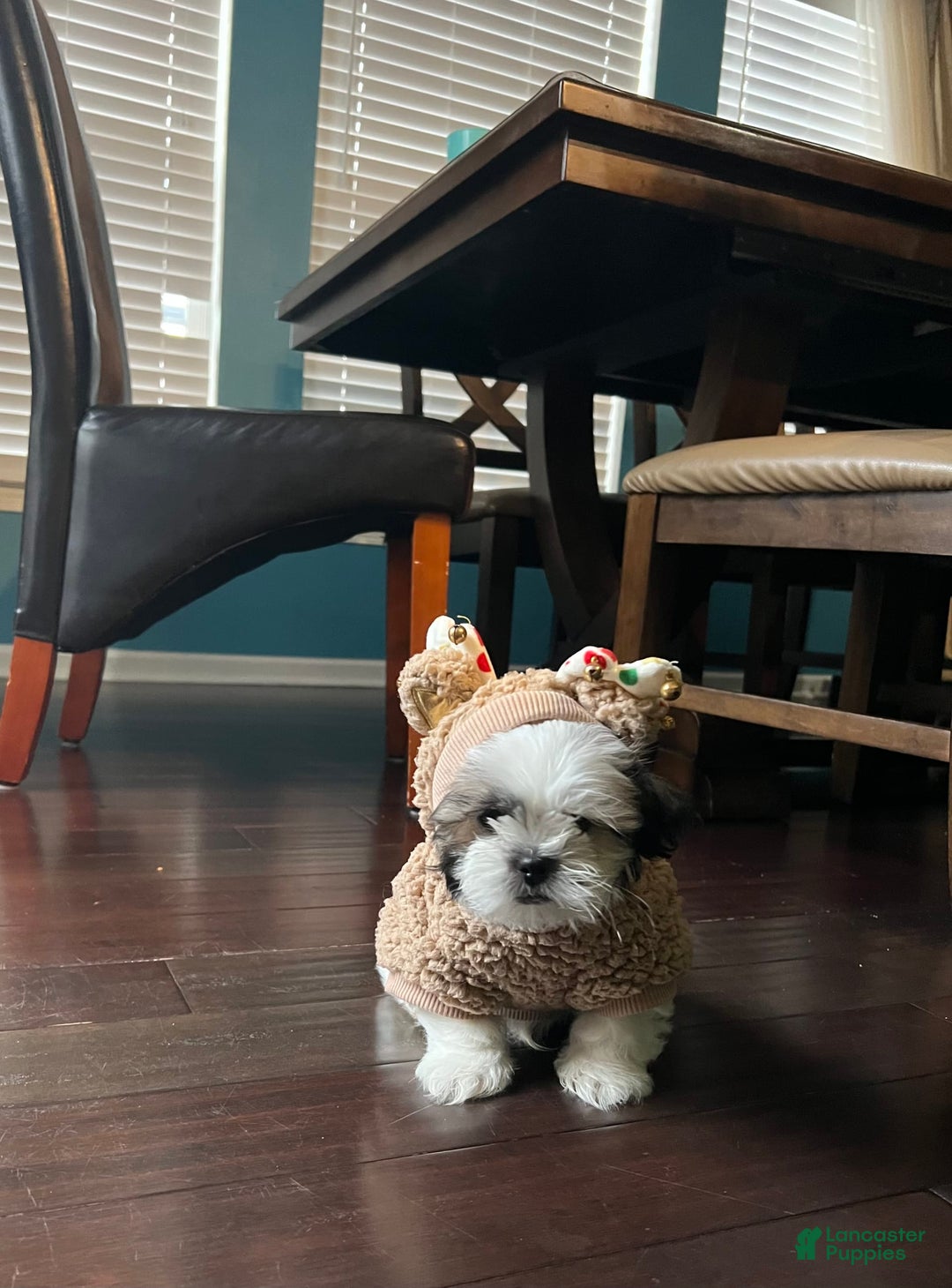 Gallery Image {{count}}