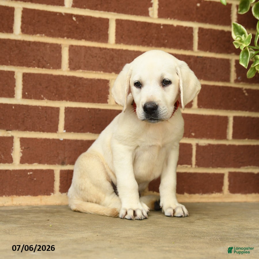 Labrador Retriever dogs Dianne - Ad 2