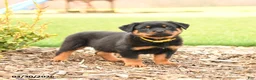 Rottweiler dogs for sale: Hunter - Ad 3