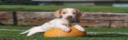 Miniature Dachshund dogs for sale: Jackson - Ad 11
