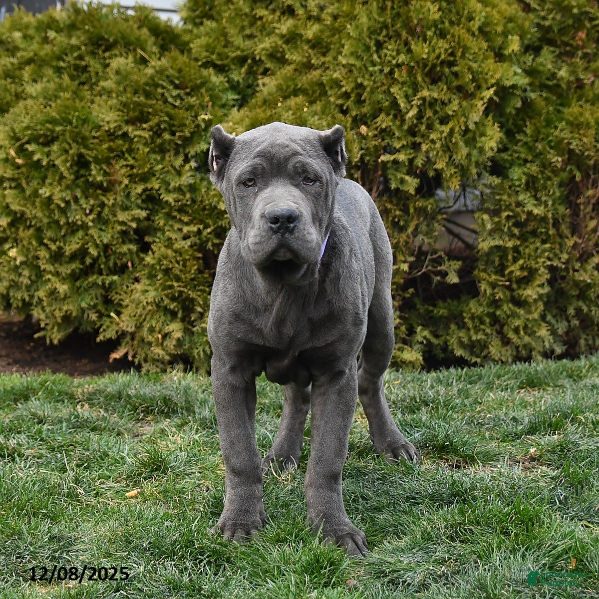 Cane Corso dogs Parker - Ad 2