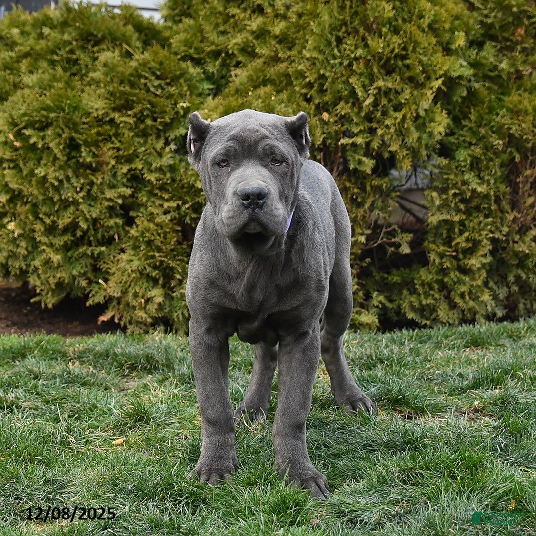 Cane Corso dogs for sale: Parker - Ad 1