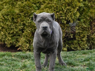 Cane Corso dogs Parker - Ad 3