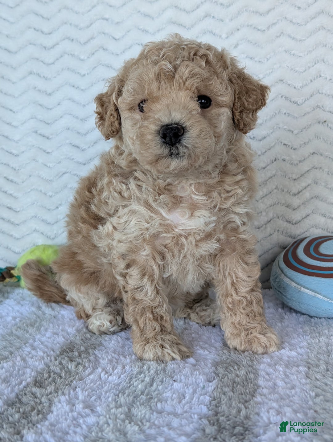 Bichpoo dogs for sale: Darla - Ad 16