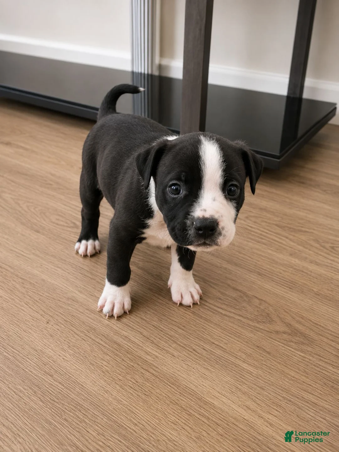 American Pit Bull Terrier dogs for sale:  1 - Ad 2