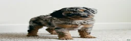 Cockapoo dogs for sale: coco - Ad 4