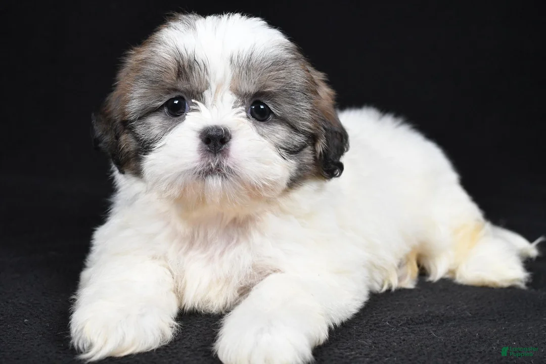 Shih Tzu dogs for sale: Greta - Ad 2