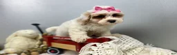 Maltipoo dogs for sale: SuAnn - Ad 5
