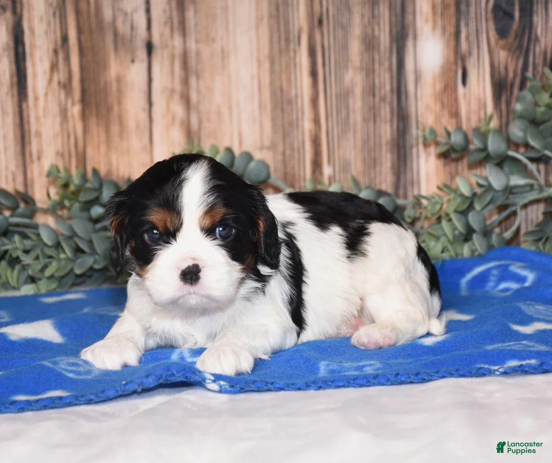 Cavalier King Charles Spaniel dogs for sale: Deigo - Ad 3
