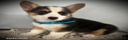 Welsh Corgi Pembroke dogs for sale: Posy - Ad 2